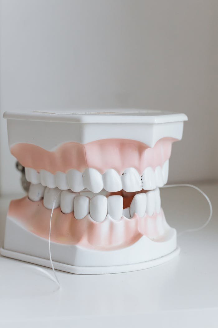 home-hero Detailed dental model with floss demonstrating oral hygiene practices.